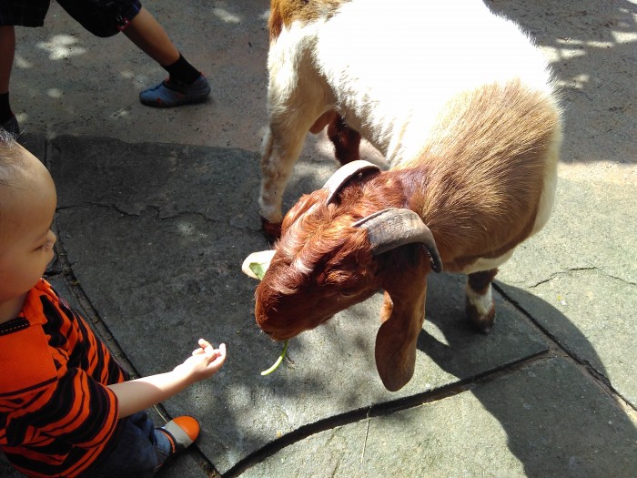Kambing-farm-in-the-city